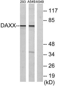 Daxx rabbit pAb