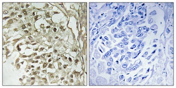 Dbf4 antibody