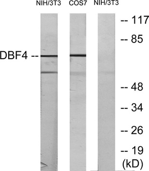 Dbf4 antibody