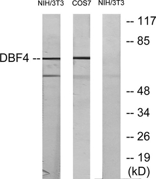 Dbf4 rabbit pAb