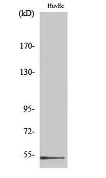 DBP antibody