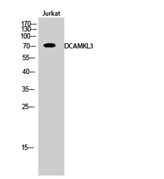 DCAMKL3 rabbit pAb