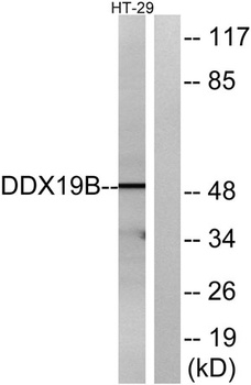 DDX19B rabbit pAb