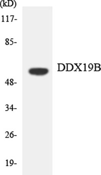 DDX19B rabbit pAb