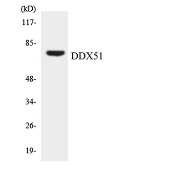 DDX51 antibody