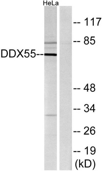 DDX55 rabbit pAb