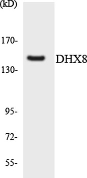 DDX8 rabbit pAb