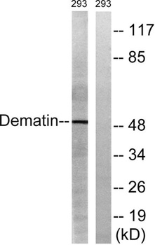 Dematin antibody