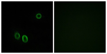 D-GPCR rabbit pAb