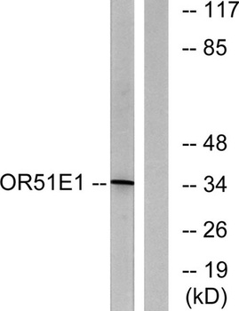 D-GPCR rabbit pAb
