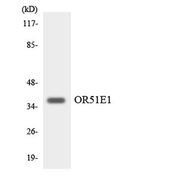 D-GPCR rabbit pAb