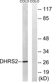 DHRS2 rabbit pAb