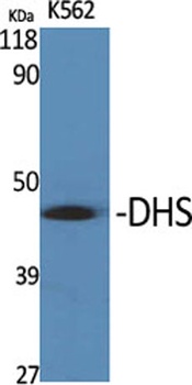 DHS antibody