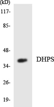 DHS antibody