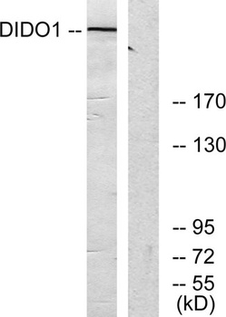 Dio-1 antibody