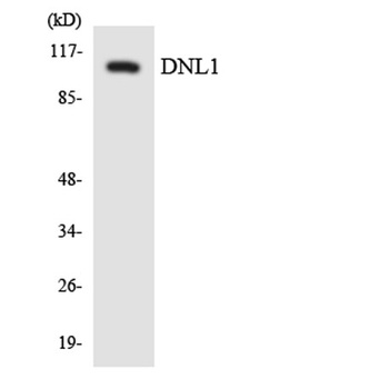 Dio-1 antibody