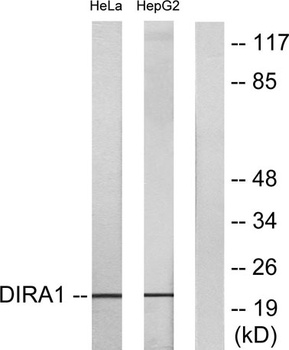 Di-Ras1 rabbit pAb