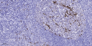 Di-Ras1 antibody