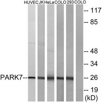 DJ-1 antibody