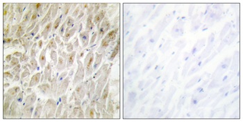 Dlx-3 antibody