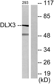 Dlx-3 rabbit pAb