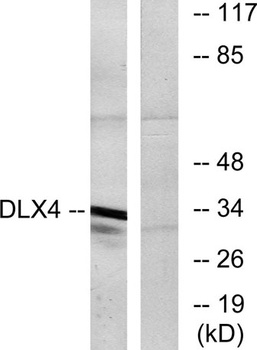 Dlx-4 rabbit pAb