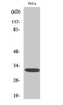 Dlx-5 rabbit pAb Antibody