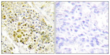 Dlx-5 antibody