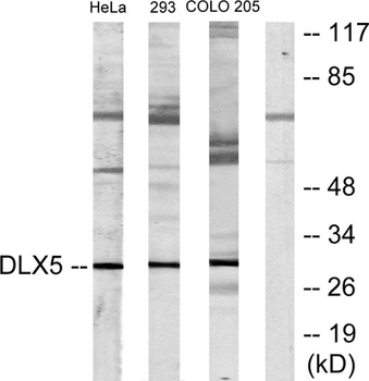 Dlx-5 rabbit pAb