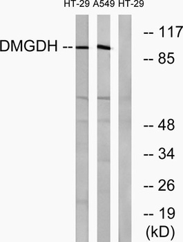 DMGDH antibody