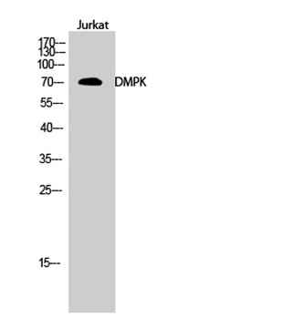 DMPK rabbit pAb