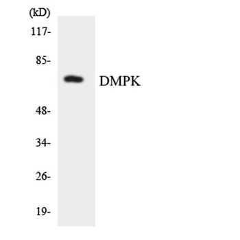 DMPK rabbit pAb