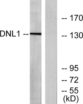 DNA Ligase I rabbit pAb