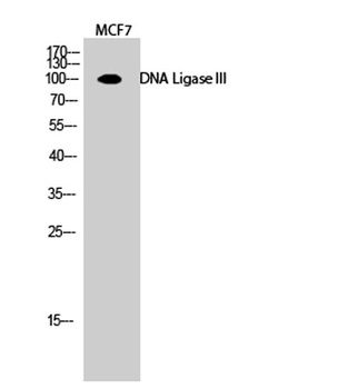 DNA Ligase III antibody