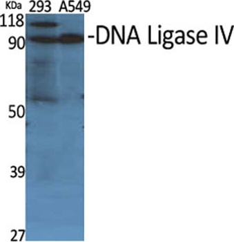 DNA Ligase IV rabbit pAb Antibody