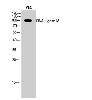 DNA Ligase IV antibody