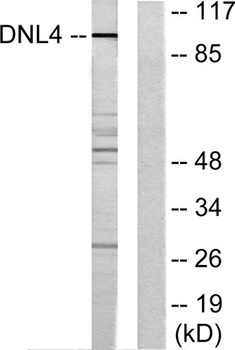 DNA Ligase IV rabbit pAb