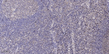 DNA Ligase IV rabbit pAb