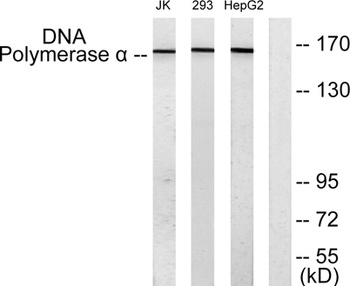 DNA pol alpha antibody