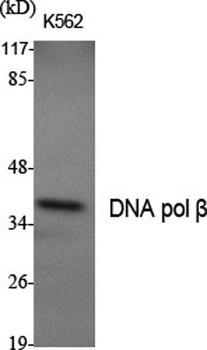 DNA pol β rabbit pAb