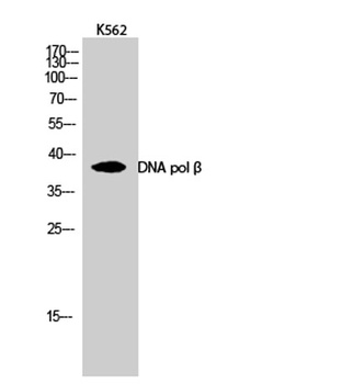 DNA pol β rabbit pAb