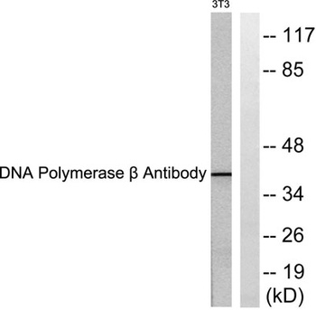 DNA pol beta antibody