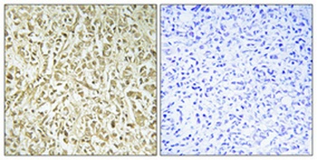DNA pol λ rabbit pAb