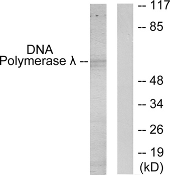DNA pol λ Polyclonal Antibody