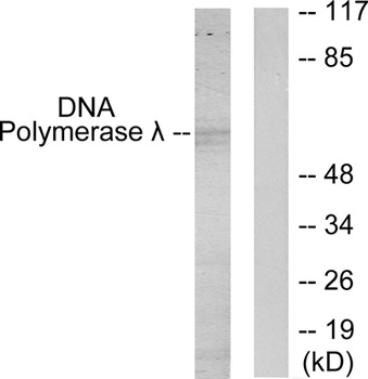 DNA pol λ rabbit pAb