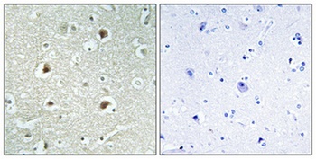 DnaJB4 antibody