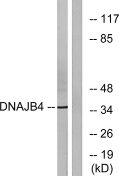 DnaJB4 rabbit pAb