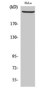 DNA-PKCS rabbit pAb