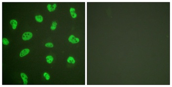 DNA-PKCS rabbit pAb