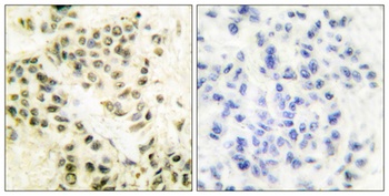 DNA-PKCS rabbit pAb